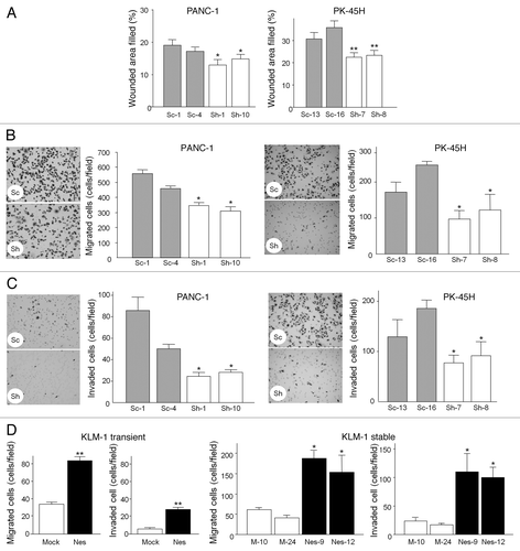 Figure 4 Scratch and Boyden chamber assays. (A) scratch assay. The cell monolayer was scratched in a straight line with a p200 pipette tip. The percentage of wounded area that was filled was statistically smaller in nestin shRNA-transfected PANC-1 cells (Sh-1 and Sh-10) by comparison with sham cells (Sc-1 and Sc-4, *p < 0.05), and in nestin shRNA-transfected cells (Sh-7 and Sh-8, **p < 0.01) by comparison with sham cells (Sc-13 and Sc-16). (B) Boyden chamber migration assay. PANC-1 and PK-45h cells were seeded on the upper component of cell culture inserts at a density of 1 × 105 cells/insert and then incubated for 8 (PANC-1) or 20 hrs (PK-45H). Migrating cells underneath the inserts were counted as described in the Methods section. *p < 0.05 when compared with corresponding sham controls. (C) Boyden chamber invasion assay. PANC-1 and PK-45H cells were seeded on the inner surface of Matrigel-coated inserts and incubated for 8 (PANC-1) or 20 hrs (PK-45H). *p < 0.05 when compared with the mean values for the corresponding sham controls. (D) plasmids encoding the full length nestin sequence (Nes) or an empty vector (Mock) were either transiently or stably transfected into KLM-1 cells, as indicated. Seventy-two hrs after transient transfection, cells were seeded on the inner surface of inserts and incubated for 20 hrs. In the case of stably-transfected KLM-1 cells, two different mock clones (M-10 and M-24) and two different Nes clones (Nes-9 and Nes-12) were seeded on the inner surface of inserts and incubated for 20 hrs. *p < 0.05 and **p < 0.01 when compared with Mock cells. All data are the means ± SEM of duplicate determinations from three independent experiments.