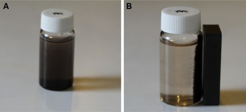 Figure 1 The 0.5% (w/v) honey/magnetite nanoparticles suspension without (A) and with (B) a magnetic field.