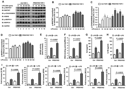 Figure 2. PRDX1-knockdown THP-1 cells enhance TLR4-mediated signals. (A) Control (Ctrl) and PRDX1KD THP-1 cells were treated with or without LPS (200 ng/ml) for different time periods and then subjected to western blot analyses using anti-phospho-MAP3K7, anti-MAP3K7, anti-phospho-CHUK/IKBKB, anti-IKBKB, anti-phospho-MAPK14, anti-MAPK14, or anti-GAPDH antibody as a loading control. (B-D) Band intensity of phospho-MAP3K7 (B), phospho-CHUK/IKBKB (C), and phospho-MAPK14(D) was analyzed with Image J program (bottom). Data shown are averages from a minimum of 3 independent experiments (± SEM). * p < 0.05, ** p < 0.01 when compared to Ctrl THP-1 (without LPS). (E) Ctrl and PRDX1KD THP-1 cells were transfected with pBIIx-luc and Renilla luciferase vector, untreated or treated with LPS (200 ng/ml) for 6 h, and then analyzed for luciferase activity. Results are expressed as fold-induction in luciferase activity relative to that in untreated cells. All error bars represent mean ±SEM from triplicate samples. (F) Ctrl and PRDX1KD THP-1 cells were untreated or treated with LPS (200 ng/ml) for 6 h and then analyzed for RELA DNA-binding activity. All error bars represent mean ±SEM from triplicate samples. (G and H) Ctrl and PRDX1KD THP-1 cells were untreated or treated with LPS (200 ng/ml) for 9 h and used for enzyme-linked immunosorbent assay (ELISA) to determine levels of IL6 (G) and IL1B (H) produced. All error bars represent mean ±SEM from triplicate samples. (I) Control (Ctrl) and PRDX1KD THP-1 cells were untreated or treated with LPS (200 ng/ml) for 6 h. Total RNA was extracted and quantitative RT-PCR analysis was performed using gene-specific primers for IL1B, IL8, IER3, CCL5, BCL2, and LTA. All error bars represent mean ±SEM from triplicate samples.