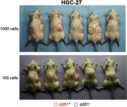 Figure S1 α2δ1+ HGC-27 cells displayed significant tumorigenic capacity after subsequent transplantation. α2δ1+ and α2δ1− HGC-27 cells were isolated from the tumors formed previously by the α2δ1+ cells in the first generation and inoculated subcutaneously into NOD/SCID mice with limiting dilution. As few as 100 α2δ1+ HGC-27 cells successfully initiated tumor formation in NOD/SCID mice, whereas their α2δ1− cell counterparts remained extremely lowly tumorigenic within the same observation period.Abbreviation: NOD/SCID, nonobese diabetic-severe combined immune deficient. 