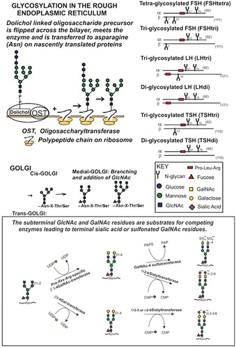 Figure 7. Schematic drawings of the glycosylation in the rough endoplasmic reticulum and the branching followed by the synthesis to terminal sialic acid or sulfonated GalNAc residues in the Golgi of human anterior pituitary cells. The structures of circulating glycoforms of FSH, LH, and TSH are schematically shown. (CMP = cytidine monophosphate; PAPS =3’phosphoadenyl-5’phosphosulphate; UDP = uridine diphosphate).