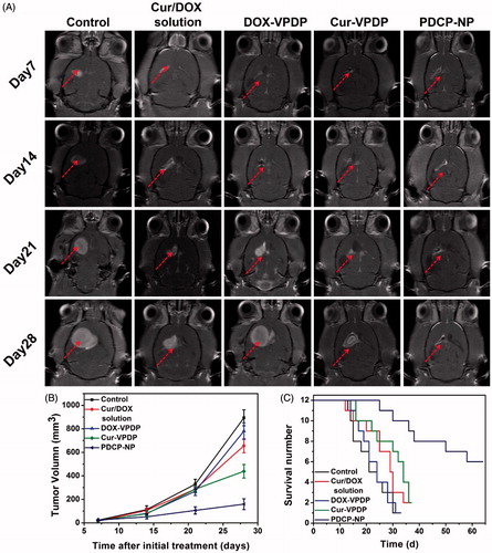 Figure 5. (A) MRI images of the brains of glioma rats, (B) the calculated tumor volume, and (C) the survival curves of glioma-bearing rats after different treatments.