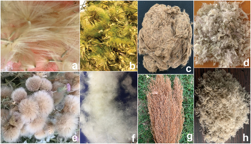 Figure 1. Seed fibers (a) Adenium, (b) Albizia, (c) Blackboard tree, (d) Munja, (e) Plume thistle, (f) Poplar, (g) Reed, and (h) Wild sugarcane fiber.
