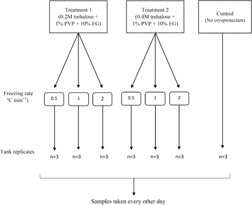 Figure 1 Diagram of experimental design, including treatments with two cryoprotectant solutions (10% ethylene glycol + 1% polyvinylpyrrolidone plus either 0.2 M or 0.4 M trehalose [final concentration]) and three freezing rates (0.5, 1 and 2 °C min−1) and control (no cryopreservation).