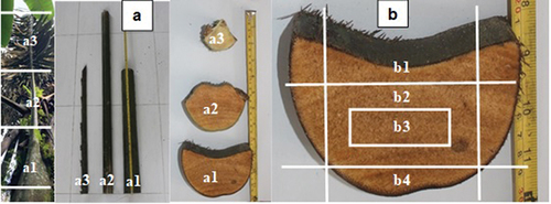 Figure 1. The illustration of section variability. (a) Longitudinal variation: (a1): bottom section, (a2): medium section, and (a3): upper section. (b) Radial variation: (b1): outer convex zone, (b2): middle zone, (b3): inner zone, and (b4): outer concave zone.