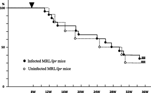Figure 1. Similar survival of Schistosoma mansonie infected female MRL/lpr mice compared with uninfected female MRL/lpr mice. The cumulative survival of MRL/lpr mice was monitored (n; 20 per group). There was no difference in the survival rate between two groups.