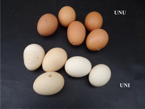Figure 1. Bleached, misshapen and ridged eggs laid between days 10 and 21 PI by group UNI laying hens compared with group UNU.
