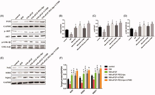 Figure 6. Effects of NM-aFGF-PEG-lips combine with UTMD on the protein expression levels of FGF1 and AKT-related signaling pathways of oxidative stress in cardiac tissues. (A) Expression of FGF1, p-AKT, AKT, p-GSK-3βand GSK-3α/βin cardiac tissues as measured by western blot analyses. (B–D) The quantification data of western blot for FGF1, p-AKT/AKT and p-GSK-3β/GSK-3α/β. (E) Expression of Nrf2, SOD2 and NQO1 in cardiac tissues as detected by western blot analyses. (F) The quantification data of western blot for Nrf2, SOD2 and NQO1. N = 10 per group. Data are presented as Mean ± SD. ap < .05 vs control group; bp < .05 vs DM group; cp < .05 vs NM-aFGF-PEG-lips + UTMD. NM-aFGF-PEG-lips: non-mitogenic acidic fibroblast growth factor- PEGylated -liposomes; DM: diabetes mellitus; UTMD: ultrasound-targeted MB destruction; GAPDH: glyceraldehyde 3-phosphate dehydrogenase.