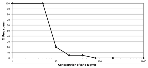 Figure 2 Agglutination of human sperm with mAb HC4 produced in N. benthamiana. Purified mAb was added to undiluted human semen and observed within 30 seconds via light microscopy.