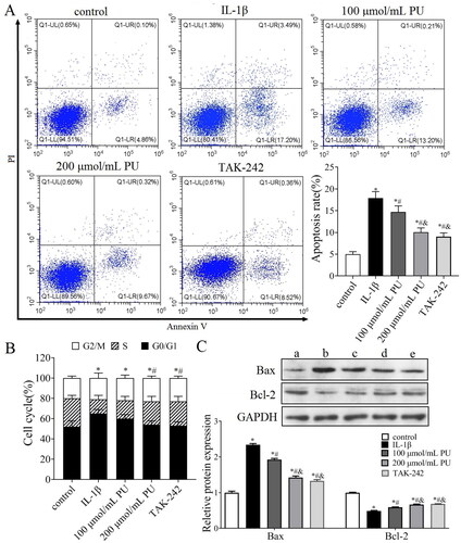 Figure 5. Effects of PU on apoptosis of IL-1β-treated NPCs. (A) The poptosis rate of NPCs detected by Annexi-V/PI double staining; (B) Effect of PU on the cell cycle of IL-1β-treated NPCs assessed by flow Cytometry; (C) The expression levels of Bax and Bcl-2 were analysed by western blot (a: control group, b: IL-1β group, c: 100 μmol/mL PU group, d: 200 μmol/mL PU group, e: TAK-242 group). Data are represented by mean ± SD, n = 3. *p < 0.05, vs. control group, #p < 0.05, vs. IL-1β group, &p < 0.05, vs. 100 μmol/mL PU group.