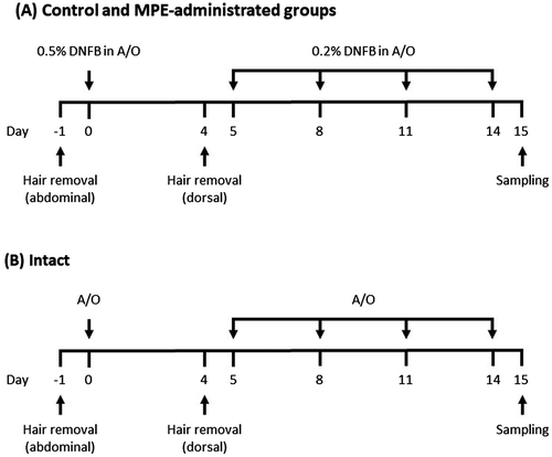 Figure 1. Schematic depiction of the experimental protocol used for a mouse model of 1-Fluoro-2,4-dinitrobenzene (DNFB)-induced allergic contact dermatitis. A/O indicates a solution of acetone:olive oil = 4:1.