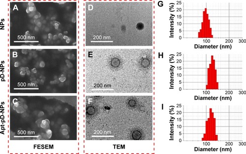 Figure 4 Surface morphology and particle size of DTX-loaded NPs, DTX-loaded pD-NPs, and DTX-loaded Apt-pD-NPs.Notes: (A–C) FESEM images, (D–F) TEM images, and (G–I) DLS size distribution. Thin spherical films with a single surface could be obviously visualized on the surface of both DTX-loaded pD-NPs and DTX-loaded Apt-pD-NPs, which indicates that pD films were successfully deposited on the surface of NPs. The increased size for DTX-loaded pD-NPs and DTX-loaded Apt-pD-NPs could further confirm the existence of pD film.Abbreviations: DTX, docetaxel; FESEM, field emission scanning electron microscopy; TEM, transmission electron microscopy; DLS, dynamic light scattering; NPs, nanoparticles; pD, polydopamine; Apt, aptamer.