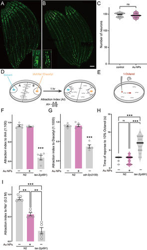 Figure 4 Au NPs-treated worms have decreased sensation of NaCl. (A–B) Images of all neurons in 0 and 100 μg/mL Au NPs-exposed C. elegans. (C) The quantification of visible neuron numbers. (D–E) The cartoon for chemotaxis assay of IAA, NaCl, Diacetyl and 1-octanol. (F–H) The attraction index of 0 and 100 μg/mL Au NPs-exposed worms to IAA, Diacetyl, and NaCl. (I) The response time of 0 and 100 μg/mL Au NPs-exposed worms to 1-octanol. Gray represents the 0 μg/mL Au NPs group, magenta represents the 100 μg/mL Au NPs group. Data are shown as mean ± SE. The “ns” represents not significant. P values are represented as **p < 0.01, ***p < 0.001.