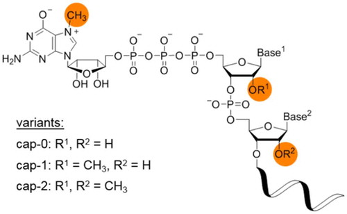 Figure 2. Structures of 7-methylguanosine RNA caps