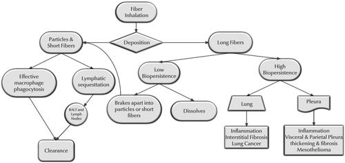 Figure 4. Differential paradigm of short and long fiber inhalation, deposition, and response.