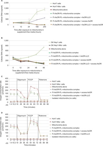 Figure 6 Effects of transplanted mitochondria on Mito− cells.