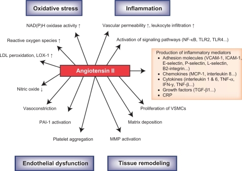 Figure 1 Effects of angiotensin II on the mechanisms associated with the arthrosclerotic process.Reprinted from Schmieder RE, et al. Renin-angiotensin system and cardiovascular risk. The Lancet. 2007;369:1208–1219. Copyright with permission from Elsevier.Citation48