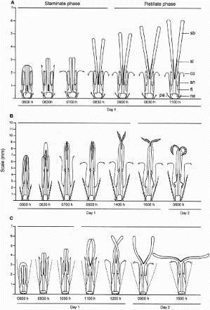 Figure 1. A, Anthesis of Adenostemma brasilianum; B, Bidens segetum; C, Grazielia intermedia florets. an, anther; co, corolla; fi, filament; ne, nectary; pa, pappus; sb, style branch; sl, stigmatic line.