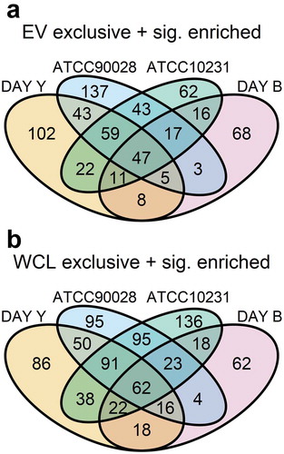Figure 6. Identification of common significantly enriched or exclusive C. albicans EV and WCL proteins. Proteins identified as significantly enriched or exclusive to EVs in Figure 2 were compared to select those which were common to all four datasets. (A) 47 proteins were identified as potential positive EV protein markers and (B) 62 proteins as potential negative EV protein markers. The data tables underlying Figure 6 are provided in Supplementary Data S4. Details of the 47 positive EV protein marker candidates and 62 negative candidates can be found in Table 1 and Supplementary Table S2, respectively.