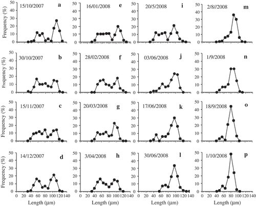 Fig. 3. Relative frequency of the size distributions of apical lengths of H. baicalensis in Lake Baikal from 15 October 2007 to 2 August 2008. See Fig. 4 for individual sample dates combined into a single figure.