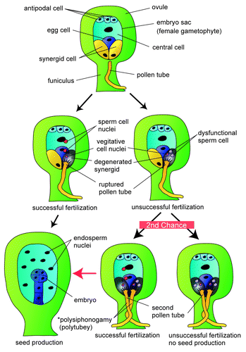 Figure 2. Fertilization recovery system and polysiphonogamy. Schematic drawing of the fertilization recovery system. Upon insertion of a single pollen tube into an ovule, the pollen tube bursts and releases two sperm cells. When the sperm cells complete fertilization, the ovule blocks the entry of the other pollen tubes and develops into a seed by forming an embryo and endosperm. When fertilization fails, the ovule attracts a second pollen tube to rescue fertilization. The rescued ovule develops into a seed, resulting in increased fertility. In the case of failure of fertilization by the second pollen tube, the ovule does not attract a third pollen tube, possibly due to depletion of the pollen tube attractant from synergid cells, since both synergid cells collapse after entry of two pollen tubes. *Polysiphonogamy and Polytubey: In angiosperms, a pollen tube delivers non-motile sperm cells accurately to the female gametophyte and completes fertilization. This is called “siphonogamy,” a mechanism that is thought to have evolved from zooidgamy (fertilization by motile sperm).Citation13 We use the term “polysiphonogamy” for cases in which an ovule accepts multiple pollen tubes and these tubes deliver sperm cells to the female gametophyte. In Arabidopsis, polysiphonogamy is restricted to two pollen tubes because only two synergid cells are present. In Amborella,Citation14 polysiphonogamy with three pollen tubes has been reported,Citation15 since three synergid cells are present. Polytubey is when an ovule accepts two or more pollen tubes, irrespective of whether fertilization occurs. In contrast, polysiphonogamy is one case of polytubey, in which fertilization by multiple pollen tubes is emphasized.