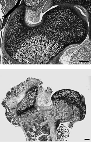 Figure 18. Histological sections of proximal femur from a 7-day-old (left) and 28-day-old mouse (right). During early postnatal development, the entire proximal end of the femur consists of a single chondroepiphysis (top). Later in growth this epiphysis is separated in two, one for the femoral head and one for the greater trochanter (below). These two epiphyses remain separate throughout the rest of growth. Scale bar = 200 µm (from Serrat Citation2007).