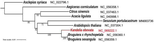 Figure 3. Phylogenetic relationship between nine species based on eight orthologous protein-coding genes in the mitochondrial genome. The numbers above the branches represent bootstrap values. The labels next to the scientific name of each species indicate the GenBank accession numbers in the NCBI database. The following sequences were used: Asclepias syriaca NC_022796.1 (Straub et al. Citation2013), Aegiceras corniculatum NC_056358.1, Citrus sinensis NC_037463.1 (Yu et al. Citation2018), Acacia ligulata NC_040998.1 (Sanchez-Puerta et al. Citation2019), Sesuvium portulacastrum MN683736 (Li et al. Citation2020), Arabidopsis thaliana NC_037304.1 (Sloan et al. Citation2018), Bruguiera x rhynchopetala MT130511 (Zhang et al. Citation2020), and Bruguiera sexangular NC_056359.1 (Zhang et al. Citation2020).