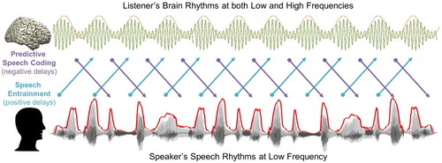 Figure 1. A schematic figure for temporal dynamics of information flow during natural speech perception. In the present study, we analysed transfer entropy (TE) to investigate two mechanisms of information flow during natural speech perception: (1) Predictive speech coding (top-down prediction mechanism investigated by negative delays between speech-brain; purple colour) and (2) Speech entrainment (stimulus-driven bottom-up processing investigated by positive delays between speech-brain; cyan colour). For speech signal, we used low-frequency delta phase information, and for brain signal, we used both low-frequency delta phase and high-frequency beta power information. Note that the signal waveform for the MEG signal shown in this figure and following figures is schematic illustration.