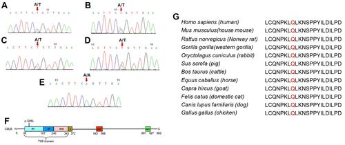 Figure 3 Sanger histogram of the CBLB c.197A>T heterozygous mutation in P2, P4, P6, and P9 patients. CBLB protein sequence and Conversation analysis of the CBLB p.Q66. The genomic DNA was extracted from the blood samples of all 13 MSL patients and 343 unrelated controls for the Sanger DNA sequence. (A–D) Sanger sequencing. The CBLB c.197A>T heterozygous mutation was verified in P2, P4, P6, and P9 patients, (E) not in any of the 343 unrelated controls. (F) The CBLB p.Q66L heterozygous mutation occurs in the “4H” functional domain within the TKB domain. (G) CBLB p.Q66 was the highly conserved site in 98 vertebrates analyzed with the UCSC software.