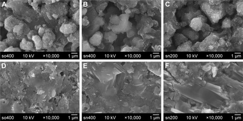 Figure 5 Fractured surface microstructure of various hydrated sol-gel-derived calcium silicate cements (sCSCs), comprising so400, sn400, and sn200, obtained through different synthesizing protocols. Materials hydrated for 1 day (A–C) and 7 days (D–F).