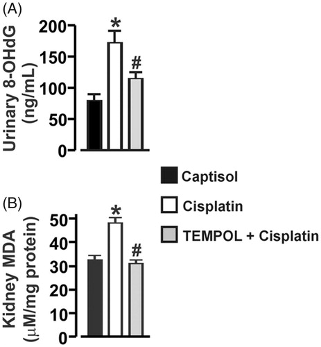 Figure 1. Cisplatin promotes oxidative DNA damage and renal lipid peroxidation in mice. Bar graphs summarizing: A, Urinary 8-OHdG and B, kidney MDA concentrations in Captisol (vehicle control)-, cisplatin-, and TEMPOL + cisplatin-treated mice. Mice were pretreated with TEMPOL (100 mg/kg; IP) 1 h before a single IP injection of cisplatin (15 mg/kg). Thereafter, the animals received a daily injection of TEMPOL for 4 days. *p < .05 vs. Captisol; #p < .05 vs. cisplatin; n = 6 each.
