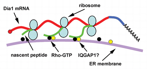 Figure 1 Working model of Dia1 mRNA localization on the perinuclear ER.