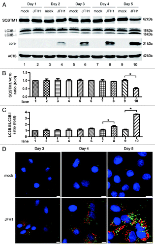 Figure 1. HCV infection induces significant autophagy at 5 d postinfection at an MOI of 10. (A) Huh7 cells were infected with 10 MOI of HCV, and then harvested at different times for western blot analysis. The expression of SQSTM1, LC3B and HCV core protein was analyzed. ACTB was used as sample loading control. (B and C) The SQSTM1/ACTB ratio and the LC3B-II/LC3B-I ratio from at least three independent experiments of (A) were shown. *p < 0.05 was considered significant. (D) The puncta formation of endogenous LC3B in JFH1-infected Huh7 cells was analyzed on day 3, 4 and 5. Green: LC3B, Red: HCV core protein, Blue: nucleus. Scale bars: 10 μm (Because the cell confluence was different among the time points, the magnification was adjusted to have a proper number of cells captured, resulting in the length of scale bars being different among the time points).