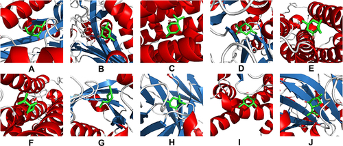 Figure 11 Molecular docking models of menthone binding to the top 10 hub targets of PLD2 (A), PLD1 (B), CHPT1 (C), LPCAT4 (D), PPAP2C (E), PPAP2B (F), AGPAT3 (G), PEMT (H), AGPAT2 (I), and PISD (J). Stick represents menthone; cartoon represents a hub target.