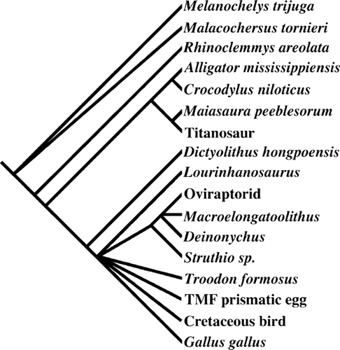 FIGURE 4 Majority-rule consensus tree for the shortest trees and all those up to three steps longer produced from the phylogenetic analysis of Dictyoolithus hongpoensis eggs. A strict consensus tree of the 39 shortest trees differs only in incorporating Dictyoolithus into the theropod polytomy. See Appendix 1 for oospecies names for eggs identified by embryonic elements or closely associated adult specimens.