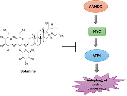 Figure 3 Autophagic effect of Solanine by downregulating AAMDC resulting in the deactivation of the MYC-ATF4 pathway in gastric cancer cells.