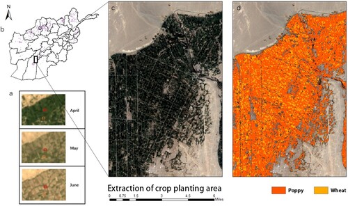 Figure 2. Extraction of crop planting area in 2000. (a) The time series of true color image in April, May and June; (b) the result for cultivation area of wheat and poppy in Afghanistan; (c) the origin true color image over cropland; and (d) the result of extraction.