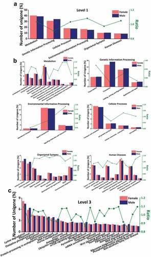 Figure 5. KEGG analysis. (a) The annotated results of KEGG database in level 1, (b) Metabolism gene enrichment, Genetic information processing gene enrichment, Environmental information processing gene enrichment, Cellular Processes gene enrichment, Organism System gene enrichment, Human disease gene enrichment, (c) “Lysine degradation”, “oxidative phosphorylation” and “protein processing in the endoplasmic reticulum” gene enrichment. (Abscissa: functional annotation; ordinate: ratio of the proportion of annotated unigenes in female scorpions to the proportion of annotated unigenes in male scorpions).