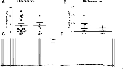 Figure 4 The median rate of spontaneous firing in (A) C-fiber neurons and (B) Aß-fiber neurons in CIP and NEP rats. (C) and (D) show example records of two typical C-fiber (C) and Aß-fiber (D) neurons firing spontaneously in CIP rats.