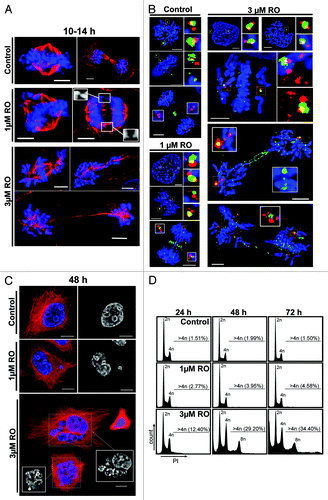 Figure 2. Exposure to increasing doses of RO leads to more severe mitotic defects and polyploidy. (A) Immunofluorescence of synchronized HeLa cells treated with indicated dose of RO at 6 h post-release from G1/S, and captured as they progressed through mitosis. Cells were counter-stained with β-tubulin (red) and DAPI (DNA, blue). Shown are the de-convolved maximum projections from 0.3 µm z-stacks. (B) Cells were treated as per (A), and stained for centrin (red), Plk1 (green) and DNA (blue). (C) Similar to (A), except cells were captured at 48 h post-release from thymidine. (D) DNA FACS analysis was performed on samples treated as per (A), with samples collected at 24, 48, and 72 h post-release. All data shown are representative images from 3 independent experiments. All scale bars = 5 µm.