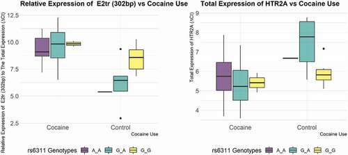 Figure 2. Relative expression of truncated exon 2 splice isoform to total HTR2A expression in cocaine group vs. control group (left panel) and the total expression of HTR2A in the cocaine group vs. control group, normalized to β-actin. Note: higher Ct values indicate lower expression.