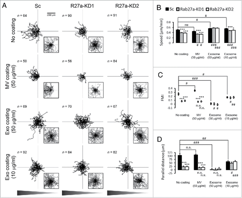 Figure 1. Exosome secretion promotes directional cell movement during chemotaxis. (A) Wind-Rose plots of cell tracks from scrambled shRNA control (Sc) and Rab27a-KD (R27a-KD) cells migrating in the chemotaxis chambers in the presence or absence of coated microvesicles (MV 50 µg/ml) or density gradient-purified exosomes (Exo 50 µg/ml and 10 µg/ml). Graphs are oriented such that the left side represents the direction of the chemoattractant gradient as shown in triangle bars below the panel. End points of migration tracks are marked with dots. Insets represent the enlarged zoom-in regions of the plots. (B-D) Quantification of cell migration characteristics from the cell tracks. (B) Cell speed. (C) Forward migration index (FMI). (D) Parallel distance. *p < 0.05; **p < 0.01; ***p < 0.001 compared with Sc under the same coating conditions. # p < 0.05; ## p < 0.01; ### p < 0.001 compared with the same cell line on the No coating condition. n.s. = not significant. 2 to 3 regions were observed for each chamber and analyzed from 3 independent experiments. The number of cell tracks used for n value in statistics is shown in each panel in (A).