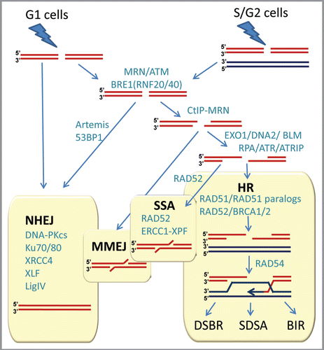 Figure 2 Double-strand break repair in mammalian cells. NHEJ, HR, MMEJ and SSA pathways compete for the repair of DSBs. Proteins involved in various stages of DSB repair are shown in teal. References for proteins involved at different stages can be found in references Citation7 and Citation21–Citation23. NHEJ is involved throughout the cell cycle, and HR is involved after replication, when the sister chromatid is available. A simple DSB occurring within euchromatin will be most likely repaired by NHEJ, while more complex DSBs or those in heterochromatin will initiate the full DNA damage response involving MRE11/RAD50/NBS1 (MRN) complex and ATM protein. MRN at the DSB recruits ATM, which phosphorylates BRE1A/B complex leading to relaxation of chromatin, facilitating repair by either NHEJ or HR. MRN recruits CtIP to initiate resection. Extensive resection is performed upon recruitment of EXO1 or DNA2 and the resulting single-stranded DNA (ssDNA) 3′-overhang is rapidly coated by RPA. The ssDNA-RPA recruits ATRIP leading to activation of ATR. The RPA then is displaced by Rad51 to form a nucleoprotein filament and initiate synapsis, a search for homologous template and DNA strand invasion, leading to formation of a D-loop intermediate. Synapsis is central to all HR reactions, and subsequent resolution of the D-loop is accomplished by at least three different pathways: double-strand break repair (DSBR), synthesis-dependent strand annealing (SDSA), and break-induced replication (BIR). An alternative pathway, microhomology-mediated end joining (MMEJ), which is active throughout the cell cycle, anneals short homologous sequences revealed by limited resection. Single-strand annealing (SSA) mediates repair when perfect repeats are revealed during end resection.