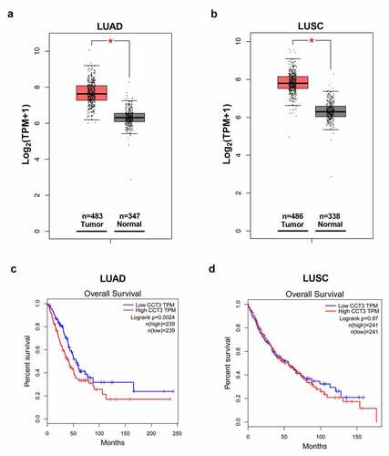 Figure 1. CCT3 was overexpressed in NSCLCs and correlated with poor prognosis in LUAD patients. (a, b) Analyses of CCT3 mRNA expression data in LUAD, LUSC and normal lung samples using the GEPIA web-portal. (c, d) Overall survival of LUAD and LUSC patients with low or high CCT3 expression using the GEPIA web-portal. *P < 0.05 between tumor samples and normal samples