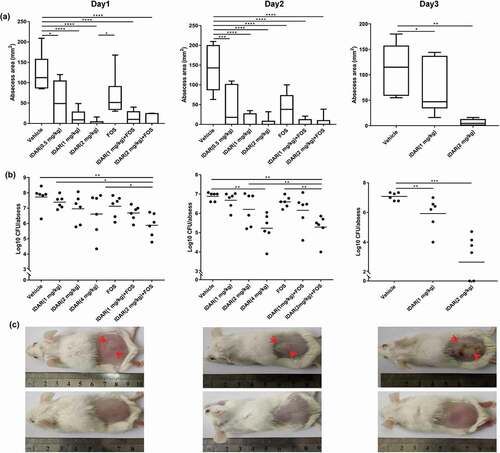 Figure 6. IDAR synergy with FOS eradicates MRSA in a subcutaneous abscess mouse model. Size (a) and bacterial load (b) of abscesses after treatment with IDAR (1–4 mg/kg, s.c.) in the presence/absence of FOS (20 mg/kg, s.c.) for 3 d. (c) Representative images of subcutaneous abscesses before and after IDAR treatment.