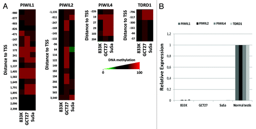 Figure 2. Epigenetic inactivation of genes encoding piRNA-related proteins in testicular germ cell tumor lines. (A) DNA methylation levels at the 5′end CpG islands of the PIWIL1, PIWIL2, PIWIL4 and TDRD1 genes determined by sodium bisulfite modification coupled to hybridization to a DNA microarray (450K Illumina). DNA methylation levels are color-coded (red: high, green: low). Probe distances to the transcription start site (TSS) are indicated. (B) mRNA expression levels of the PIWIL1, PIWIL2, PIWIL4 and TDRD1 genes determined by quantitative reverse transcription PCR.