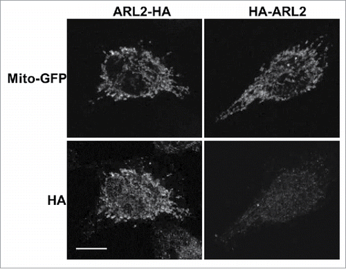 Figure 4. HA-ARL2 is not imported into mitochondria. HeLa cells were co-transfected with mito-GFP and either ARL2-HA or HA-ARL2. Cytosolic staining of overexpressed ARL2 constructs was reduced by permeabilizing cells with 0.05% saponin in PBS for one minute immediately before fixation. Cells were then stained for the HA epitope. Single planes of representative cells are shown and reveal the near complete absence of import of HA-ARL2 into mitochondria (lower right panel). Scale bar = 10 µm.
