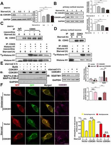 Figure 5. CDK5 inhibited autophagy induced by starvation. (A) Starvation reduces the level of CDK5R1 in SN4741 cells. SN4741 cells were starved for 0.5, 1 and 2 h. The lysates were blotted for CDK5R1 and GAPDH. The right graph shows the quantification of CDK5R1 levels. (B) Starvation reduces the levels of CDK5R1 and p25 in primary cortical neurons. Rat primary cortical neurons were starved for 1, 2 and 4 h. The lysates were blotted for CDK5R1, CDK5R1-p25 and GAPDH. The right graphs show the quantification of CDK5R1 or CDK5R1-p25 levels. (C and D) Starvation reduces the activity of CDK5. SN4741 cells (C) or primary cortical neurons (D) were starved for the indicated period of time and SN4741 cells also were treated with 20 μM roscovitine, an inhibitor of CDK5, alone for 2 h. CDK5 was immunoprecipitated from cell lysates by an anti-CDK5 antibody and the level was blotted (C and D top panel). Immunoprecipitated CDK5 was incubated with purified histone H1 in kinase assay (C and D bottom panel). The same membrane was blotted with an anti-histone H1 antibody. (E) CDK5 inhibits MAP1LC3B-II expression and SQSTM1 degradation under starvation. SN4741 cells were transfected with CDK5R1 plasmids for 36 h and then starved for 4 h with or without 400 nM BafA1. Then the expression of CDK5R1, MAP1LC3B, SQSTM1 and GAPDH was determined by immunoblotting. The right graph shows the quantification of MAP1LC3B-II and SQSTM1 levels. (F) Starvation-induced autophagy flux is inhibited by overexpression of CDK5R1. SN4741 cells were transfected with RFP-GFP-MAP1LC3B and CDK5R1 plasmids for 36 h and then starved for 4 h. Autophagy flux were tested by immunofluorescence. The ratio of yellow (AP) or red (AL) puncta in total puncta (yellow and red) was shown. (mean ± SEM, n = 3; *p < 0.05, **p < 0.01, ***p < 0.001 compared with the indicated group, N.S., not significant compared with the indicated group; scale bar: 10 μm).