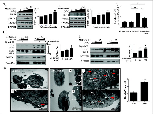 Figure 6. Metformin upregulates SIRT1 and stimulates induction of autophagy. Metformin upregulated the expression and activity of SIRT1, phosphorylated PRKA (pPRKA), and phosphorylated ACAC (pACAC) in a dose-dependent manner, as shown by immunoblots from HepG2 cells and primary hepatocytes (Ai and Aii, respectively). Asterisks (*P < 0.05 and**P < 0.01) indicate significant differences compared to the no-metformin control. Real-time RT-PCR of Acadm (acyl-CoA dehydrogenase, C-4 to C-12 straight chain) expression in mouse livers (B) showed that CR and metformin treatment significantly increased the level of Acadm. In LC3 flux assays, metformin increased LC3-II expression in a dose-dependent manner (0, 0.1, and 0.5 mM), and CQ (50 μM) upregulated LC3-II conversion in HepG2 cells and primary hepatocytes, as assessed by immunoblots (Ci and Cii). Autophagy flux was expressed as the subtraction of the amount of LC3-II in the absence of CQ from the amount of LC3-II in the presence of CQ for each of the conditions, which is defined as “LC3 net flux” and graphically displayed. Expression of SQSTM1 was decreased in metformin-treated cells in a dose-dependent manner, while it increased after addition of CQ (50 μM). In transmission electron microscopy images (D), the number of autophagosomes (red arrows) and autolysosomes (white arrows) were significantly increased in primary hepatocytes treated with metformin compared with controls. Scale bars are indicated. The numbers of autophagic vacuoles (autophagosomes and autolysosomes) per cell (n = 20) were counted and graphically displayed (D, right graph).