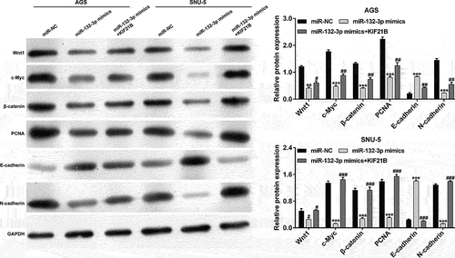 Figure 6. The effects of miR-132-3p/KIF21B axis on Wnt/β-catenin signaling and EMT process in GC cells. AGS and SNU-5 cells were transfected with miR-NC, miR-132-3p mimics or miR-132-3p mimics plus KIF21B, respectively. Western blot assay was used to compare the protein levels of Wnt1, c-Myc, β-catenin, PCNA, E-cadherin and N-cadherin in transfected AGS and SNU-5 cells. GAPDH was used as an internal control. All data are expressed as the means ± SD. **p < 0.01, ***p < 0.001, compared with miR-NC group; #p < 0.05, ##p < 0.01, ###p < 0.001, compared with miR-132-3p mimics group.